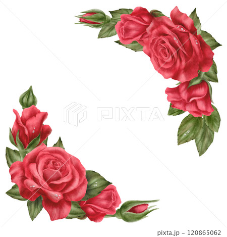 Red roses with drops,buds and leaves in a corner arrangement in realistic style in watercolor technique as a symbol of love,passion,desire.Hand-drawn illustration for cards Valentine's Day,Woman's day 120865062