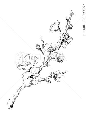 梅の花の線画　冬の梅のイラスト デザイン用の装飾素材 120865097