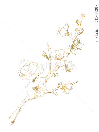 梅の花の線画 冬の梅のイラスト ゴールド デザイン用の装飾素材 梅の花の線画 冬の梅のイラスト ゴールド デザイン用の装飾素材 120865098