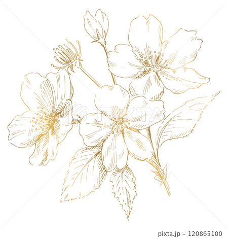 春の桜のイラスト 桜の花の線画 ゴールド デザイン用の装飾素材 春の桜のイラスト 桜の花の線画 ゴールド デザイン用の装飾素材 120865100