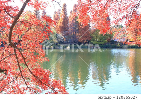 秋の井の頭恩賜公園　紅葉 120865627