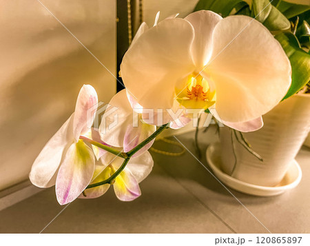 美しい鉢植えの胡蝶蘭～神秘的～ 120865897
