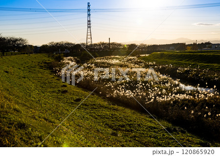 川越市　小畔川のススキ 120865920