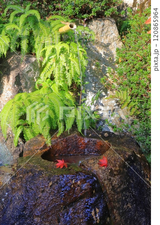 秋の善水寺（善水元水・湖南市・縦構図） 120865964