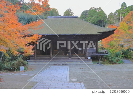 秋の長寿寺（国宝本堂・湖南市） 120866000