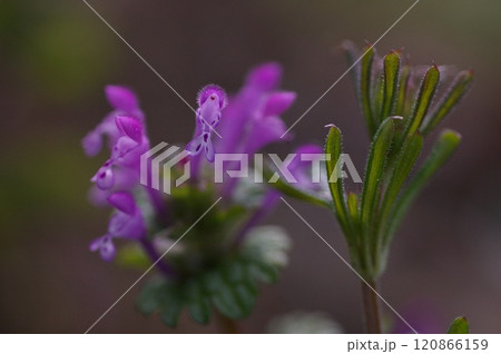 仏様の連華座の上に綺麗な紅紫色のホトケノザ花1 120866159