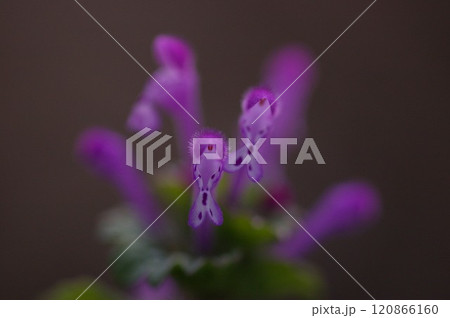 仏様の連華座の上に綺麗な紅紫色のホトケノザ花2 仏様の連華座の上に綺麗な紅紫色のホトケノザ花2 120866160