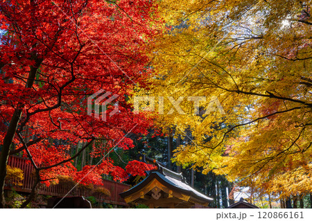 紅葉が美しい瑞鳳殿 120866161