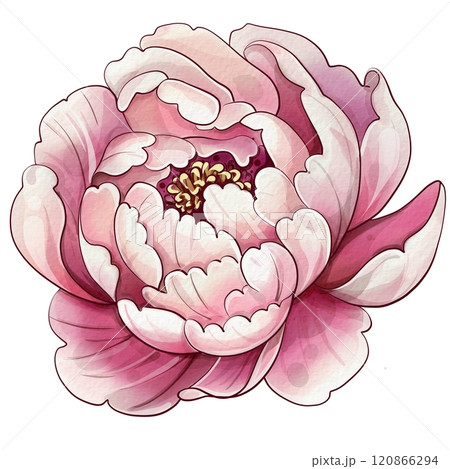 Pink flower with a white center. The peony flower is drawn in watercolor. The rose petals are spread out and the center is white. Vintage botanical illustration. Romantic roses and elegant floral Pink flower with a white center. The peony flower is drawn in watercolor. The rose petals are spread out and the center is white. Vintage botanical illustration. Romantic roses and elegant floral 120866294