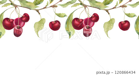 Sweet sour red cherry with green leaves, garden berry in group clusters on branches hand drawn in watercolor. Seamless banner garland illustration, for restaurant, cafe menu, wedding, farmers market 120866434