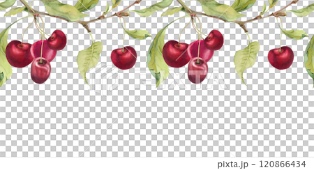 Sweet sour red cherry with green leaves, garden berry in group clusters on branches hand drawn in watercolor. Seamless banner garland illustration, for restaurant, cafe menu, wedding, farmers market 120866434