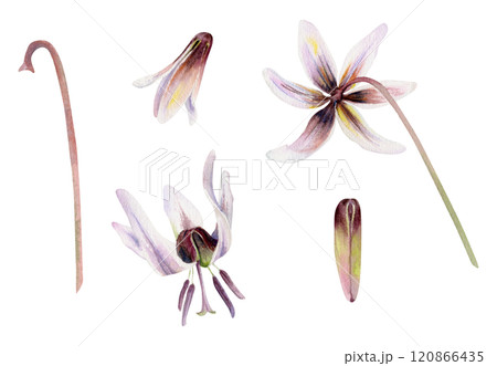 Spring flower, fawn trout lily with stem and buds, white brown erythronium, watercolor isolated botanical illustration, hand drawn. Single element for wedding bouquet, florist shop, stationery set. 120866435