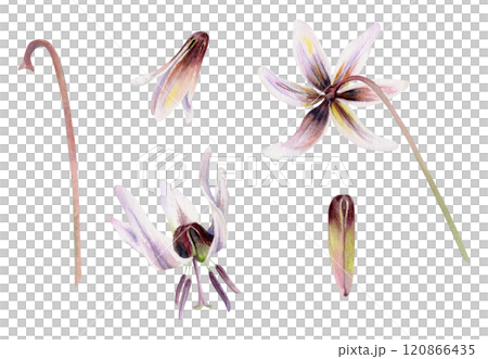 Spring flower, fawn trout lily with stem and buds, white brown erythronium, watercolor isolated botanical illustration, hand drawn. Single element for wedding bouquet, florist shop, stationery set. 120866435