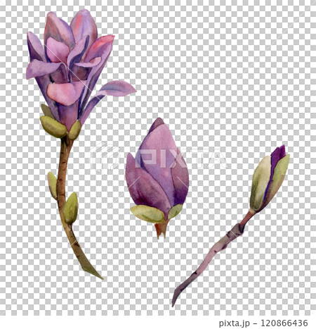 Spring flower, purple magnolia camelia tree bush buds on branch, exotic isolated botanical illustration hand drawn in watercolor. Single element object for wedding bouquet, florist shop, stationery. Spring flower, purple magnolia camelia tree bush buds on branch, exotic isolated botanical illustration hand drawn in watercolor. Single element object for wedding bouquet, florist shop, stationery. 120866436