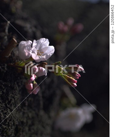 古木の胴に開花途上の染井吉野1 120866452