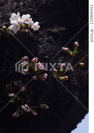 古木の胴に開花途上の染井吉野2 古木の胴に開花途上の染井吉野2 120866453