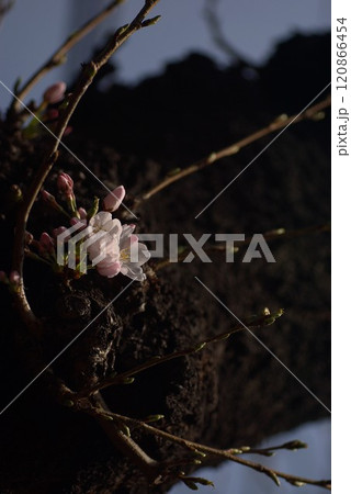 古木の胴に開花途上の染井吉野3 古木の胴に開花途上の染井吉野3 120866454