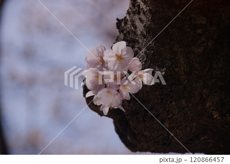 古木の胴に染井吉野3 古木の胴に染井吉野3 120866457