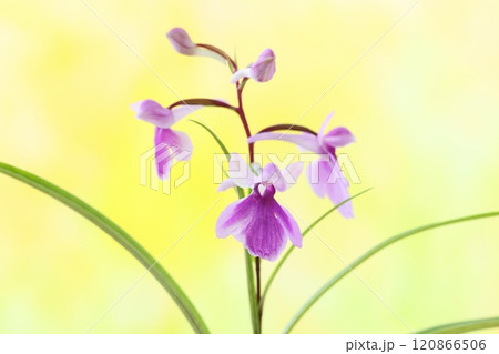 夢千鳥 ウチョウラン 小さい紫色の花 明るい背景 夢千鳥 ウチョウラン 小さい紫色の花 明るい背景 120866506