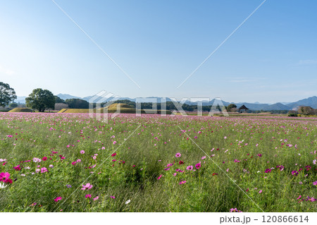 西都原古墳群のコスモス畑（西都市） 120866614