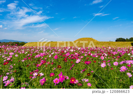 西都原古墳群のコスモス畑(西都市) 西都原古墳群のコスモス畑(西都市) 120866623