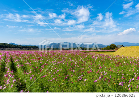 西都原古墳群のコスモス畑（西都市） 120866625