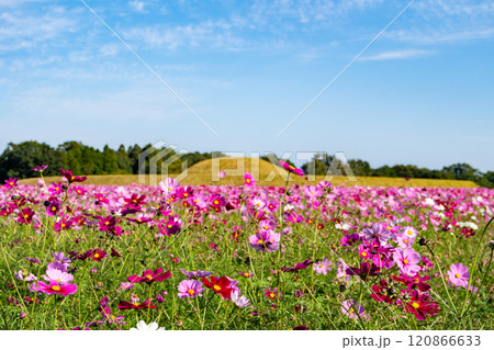 西都原古墳群のコスモス畑（西都市） 120866633