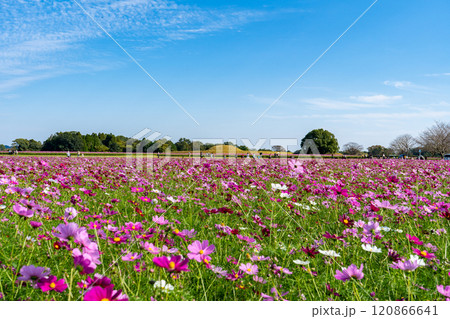 西都原古墳群のコスモス畑(西都市) 西都原古墳群のコスモス畑(西都市) 120866641