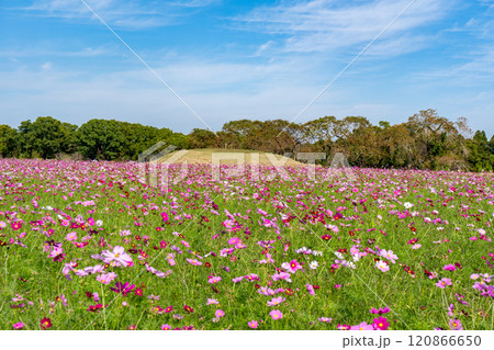 西都原古墳群のコスモス畑（西都市） 120866650