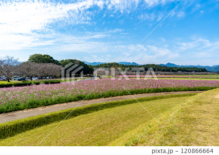 西都原古墳群のコスモス畑(西都市) 西都原古墳群のコスモス畑(西都市) 120866664