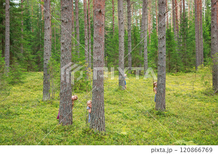 Children hiding behind pine trees in a summer forest Children hiding behind pine trees in a summer forest 120866769