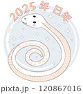 緩くとぐろを巻く白蛇 120867016