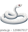 丸い黒目が可愛い白蛇 120867017