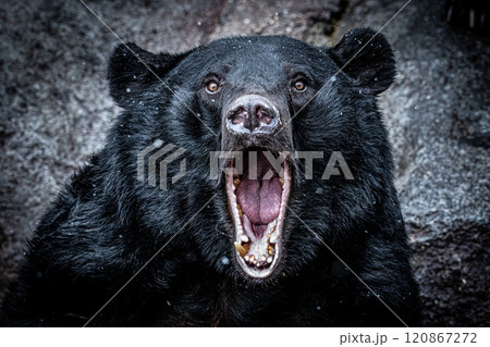 ツキノワグマ ツキノワグマ 120867272