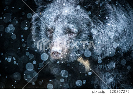 洞窟の住人 120867273