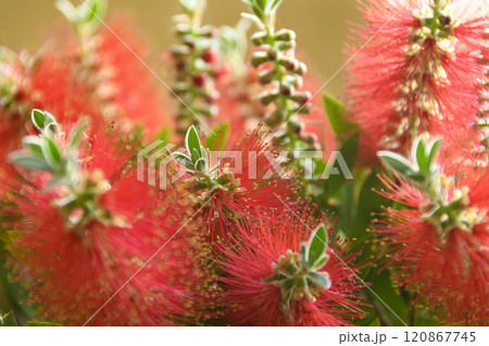 ブラシの木 ブラシの木 120867745