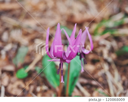 宮城県白石市 水芭蕉の森・どうだんの森に咲く春の花のカタクリ 宮城県白石市 水芭蕉の森・どうだんの森に咲く春の花のカタクリ 120868009