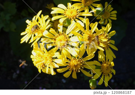 黄色いツワブキの花 黄色いツワブキの花 120868187