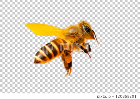 a stunning bee is flying, isolated on transparent background, macro, incredible pollinator - a stunning bee is flying, isolated on transparent background, macro, incredible pollinator a stunning bee is flying, isolated on transparent background, macro, incredible pollinator - a stunning bee is flying, isolated on transparent background, macro, incredible pollinator 120868201