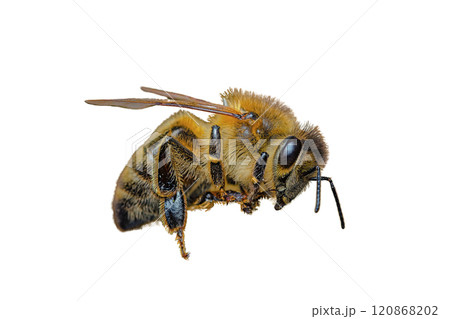 a stunning bee is flying, isolated on transparent background, macro, incredible pollinator - a stunning bee is flying, isolated on transparent background, macro, incredible pollinator a stunning bee is flying, isolated on transparent background, macro, incredible pollinator - a stunning bee is flying, isolated on transparent background, macro, incredible pollinator 120868202