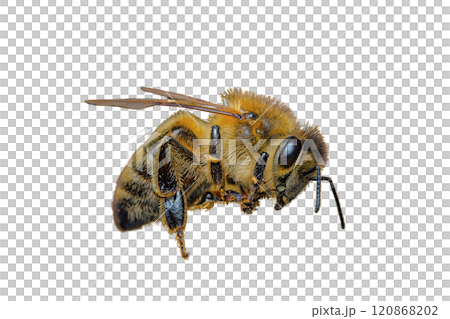 a stunning bee is flying, isolated on transparent background, macro, incredible pollinator - a stunning bee is flying, isolated on transparent background, macro, incredible pollinator a stunning bee is flying, isolated on transparent background, macro, incredible pollinator - a stunning bee is flying, isolated on transparent background, macro, incredible pollinator 120868202