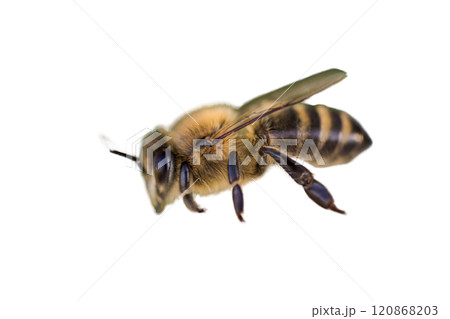 a stunning bee is flying, isolated on transparent background, macro, incredible pollinator - a stunning bee is flying, isolated on transparent background, macro, incredible pollinator a stunning bee is flying, isolated on transparent background, macro, incredible pollinator - a stunning bee is flying, isolated on transparent background, macro, incredible pollinator 120868203