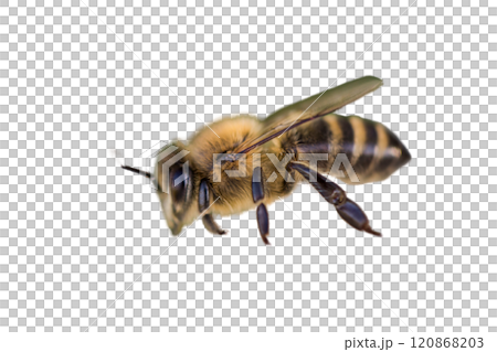 a stunning bee is flying, isolated on transparent background, macro, incredible pollinator - a stunning bee is flying, isolated on transparent background, macro, incredible pollinator a stunning bee is flying, isolated on transparent background, macro, incredible pollinator - a stunning bee is flying, isolated on transparent background, macro, incredible pollinator 120868203