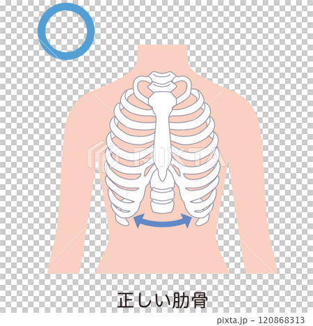 開放式肋骨 封閉式肋骨 開放式肋骨 封閉式肋骨 120868313