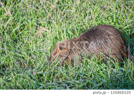 ヌートリア ヌートリア 120868320