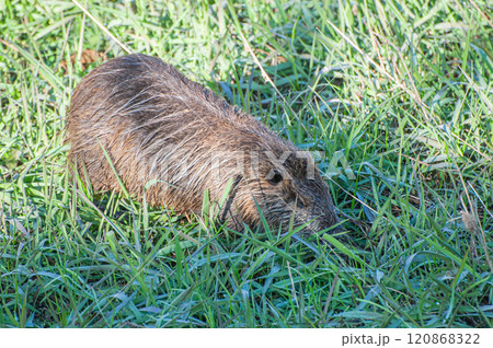 ヌートリア 120868322