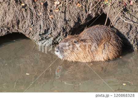 ヌートリア 120868328