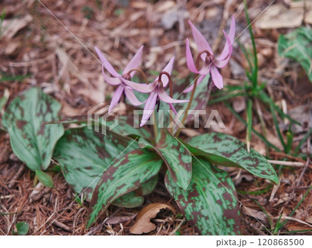 宮城県白石市 水芭蕉の森・どうだんの森に咲く春の花のカタクリ 宮城県白石市 水芭蕉の森・どうだんの森に咲く春の花のカタクリ 120868500