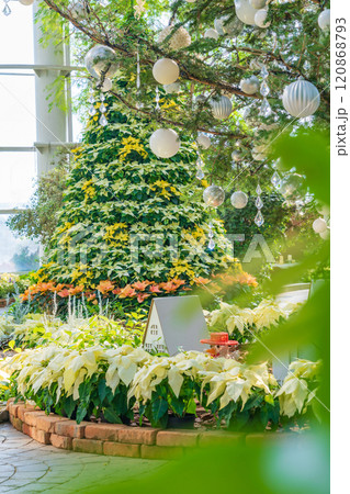 冬のはままつフラワーパーク、クリスマス展示〈静岡県浜松市〉 120868793