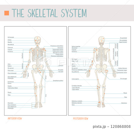 The skeletal system. Detailed Labeled Vector Illustration of the Human Skeleton: Comprehensive Front and Back Views 120868808